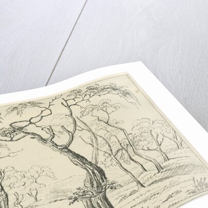 Cannock Chase by School English