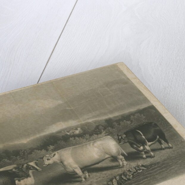 Chillington - 'The Chillington Oxen': mezzotint engraving by School English