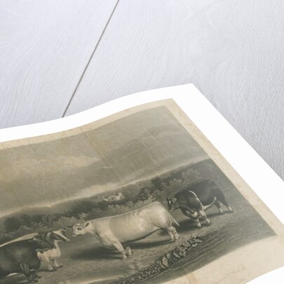 Chillington - 'The Chillington Oxen': mezzotint engraving by School English