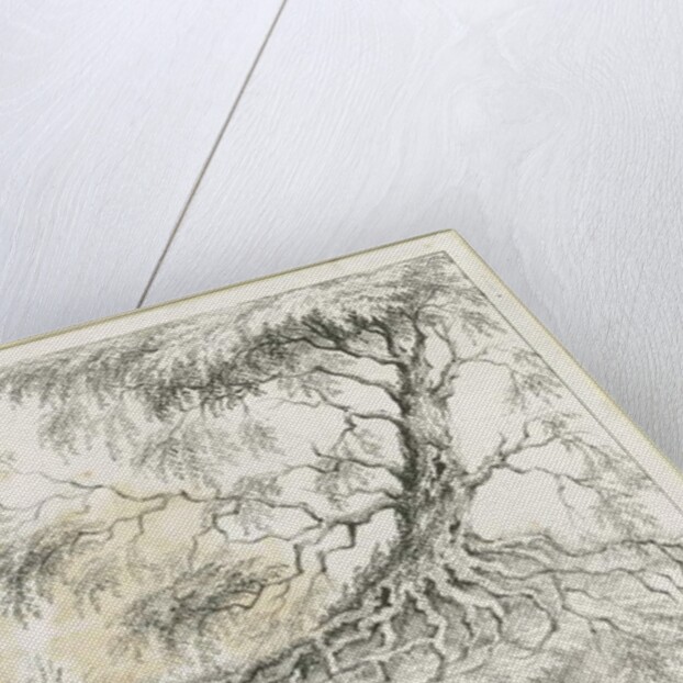 Dudley - Tree by Luke Booker