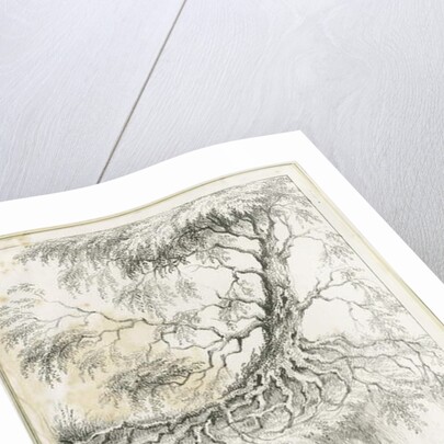 Dudley - Tree by Luke Booker