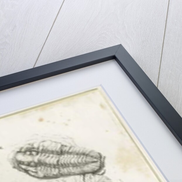 Dudley - Fossils: lithograph by Luke Booker