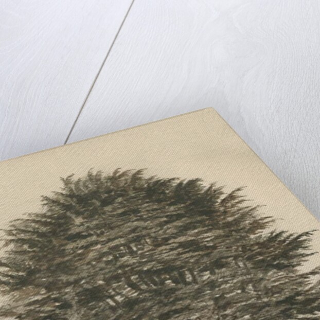 Ingestre - Cedar tree by Thomas Peploe Wood