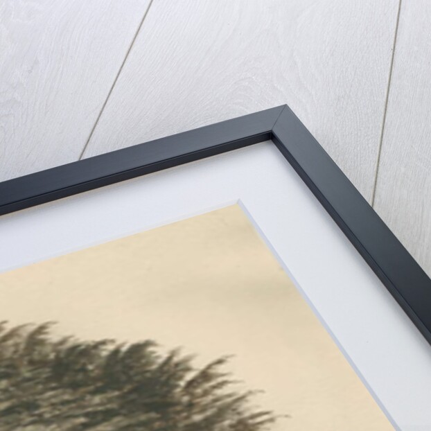 Ingestre - Cedar tree by Thomas Peploe Wood