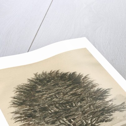 Ingestre - Cedar tree by Thomas Peploe Wood