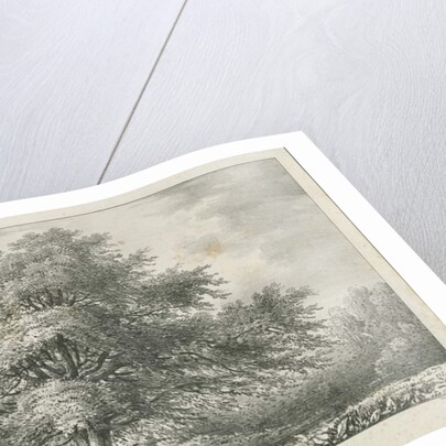 Lichfield - ['Dr. Johnson's'] Willow Tree: lithograph, nd [1789-1850] by Charles Joseph Hullmandel