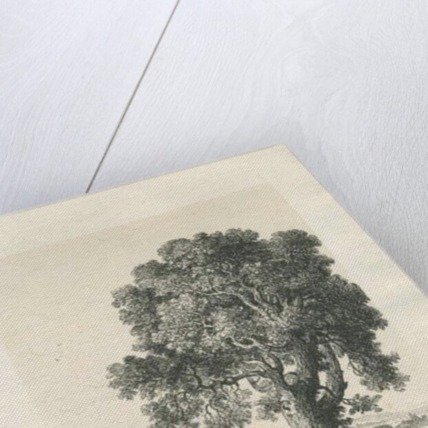 Shugborough Park - Ash Tree: pen and ink drawing, 1836 by Thomas Peploe Wood