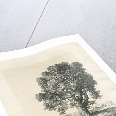 Shugborough Park - Ash Tree: pen and ink drawing, 1836 by Thomas Peploe Wood