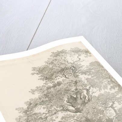 Tixall - Oak Tree: pen and wash drawing, 1837 by Thomas Peploe Wood