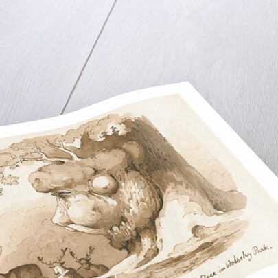 Wolseley Park - Knot on an Oak Tree: pen and sepia drawing, 1838 by Thomas Peploe Wood