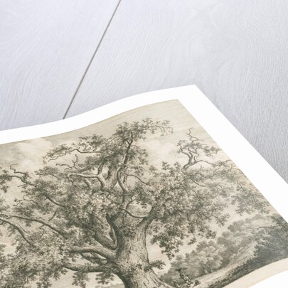 Tutbury - 'Wych Elm': etching by Jacob George Strutt