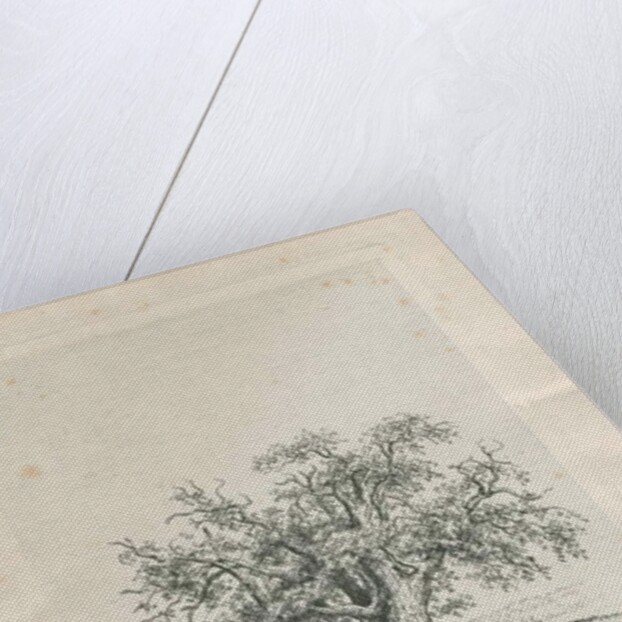 Tutbury - 'Wych Elm' by Jacob George Strutt