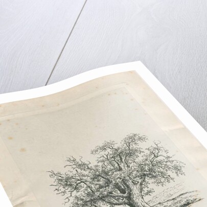 Tutbury - 'Wych Elm' by Jacob George Strutt