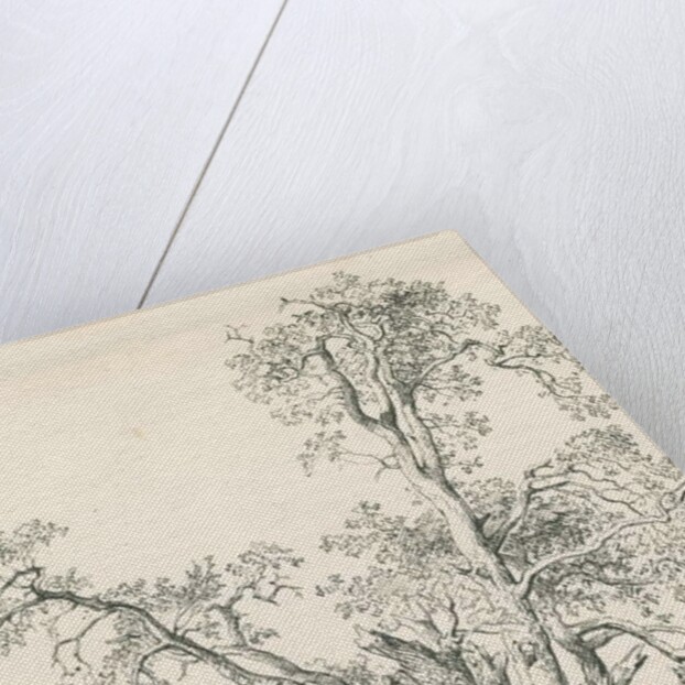 Tutbury - 'Wych Elm': pen and ink drawing, 1836 by Thomas Peploe Wood