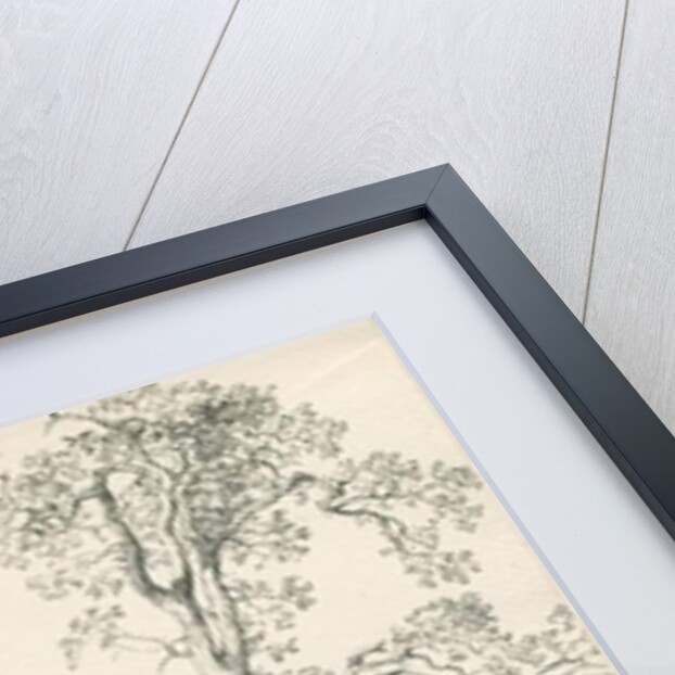 Tutbury - 'Wych Elm': pen and ink drawing, 1836 by Thomas Peploe Wood