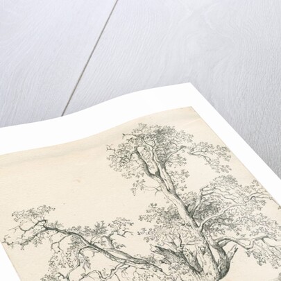 Tutbury - 'Wych Elm': pen and ink drawing, 1836 by Thomas Peploe Wood