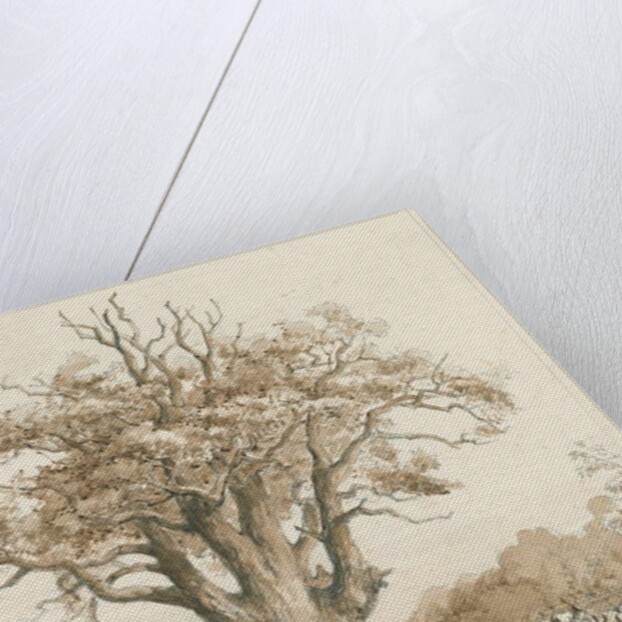 Teddesley Hall - Oak Trees by Thomas Peploe Wood