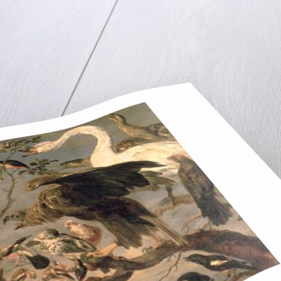 The Bird's Concert by Frans Snyders or Snijders