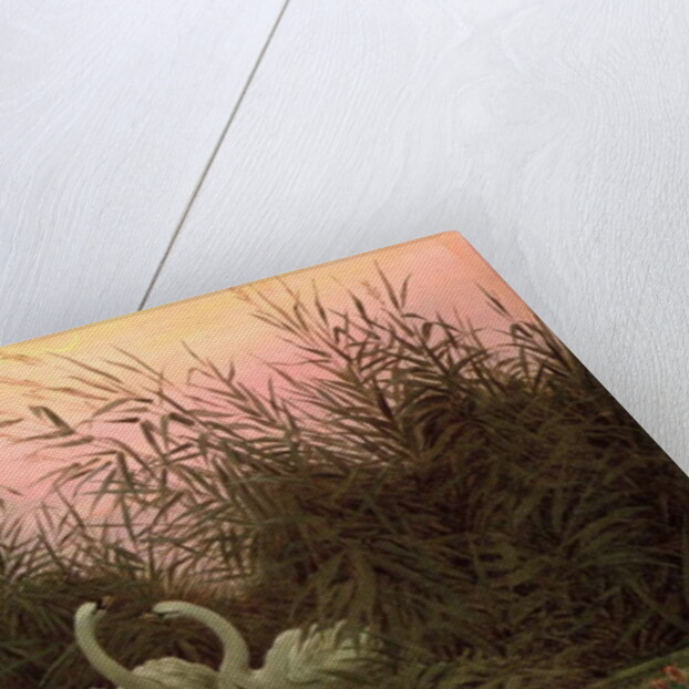 Swans in the Reeds, c.1820 by Caspar David Friedrich