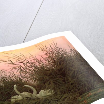 Swans in the Reeds, c.1820 by Caspar David Friedrich