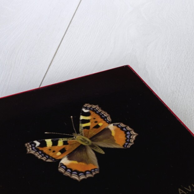 Small tortoiseshell butterfly, 1998 by Amelia Kleiser