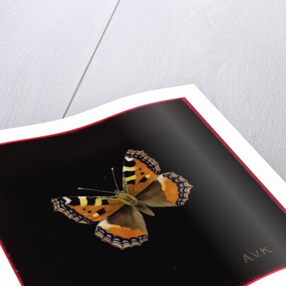 Small tortoiseshell butterfly, 1998 by Amelia Kleiser