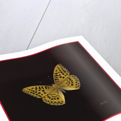 Silver washed fritillary butterfly, 2000 by Amelia Kleiser