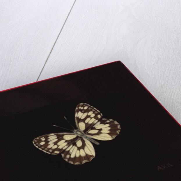 Marbled white butterfly, 2000 by Amelia Kleiser
