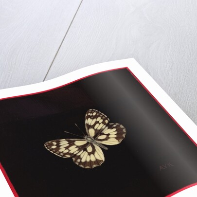 Marbled white butterfly, 2000 by Amelia Kleiser