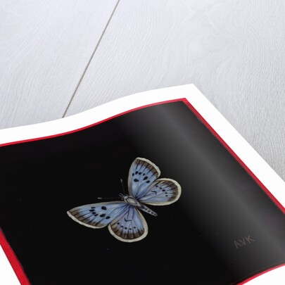 Large blue butterfly, 2000 by Amelia Kleiser