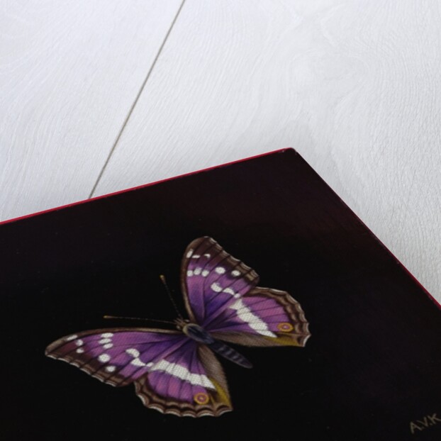 Purple emperor butterfly, 2000 by Amelia Kleiser
