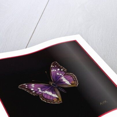 Purple emperor butterfly, 2000 by Amelia Kleiser