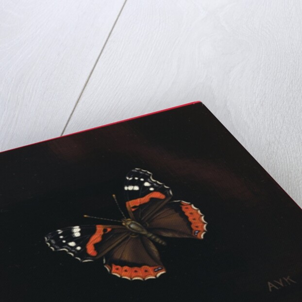 Red Admiral butterfly, 2001 by Amelia Kleiser
