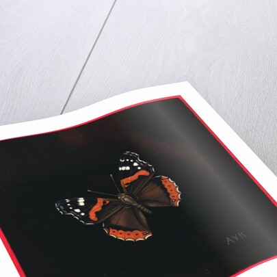 Red Admiral butterfly, 2001 by Amelia Kleiser