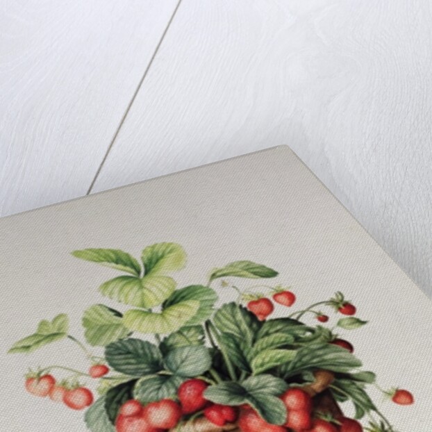 Strawberries in a pot, 1998 by Amelia Kleiser