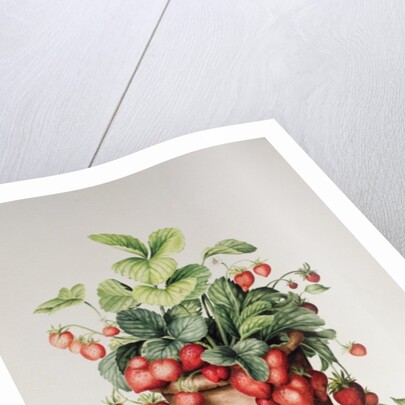 Strawberries in a pot, 1998 by Amelia Kleiser