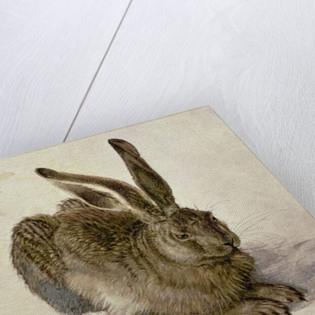 Hare, 1502 by Albrecht Dürer