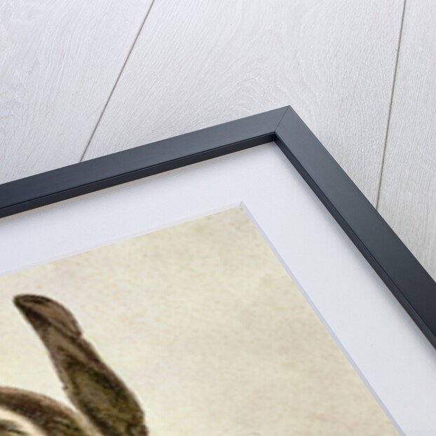 Hare, 1502 by Albrecht Dürer