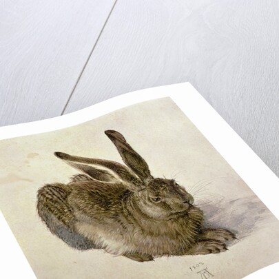 Hare, 1502 by Albrecht Dürer