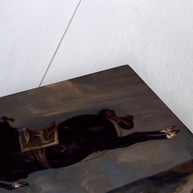 The black horse 'Curioso' performing a Capriole by Johann Georg Hamilton