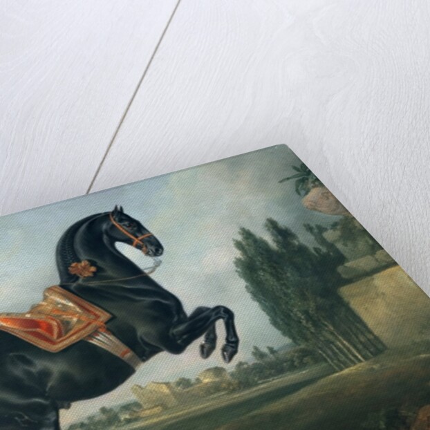 A black horse performing the Courbette by Johann Georg Hamilton