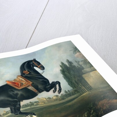 A black horse performing the Courbette by Johann Georg Hamilton