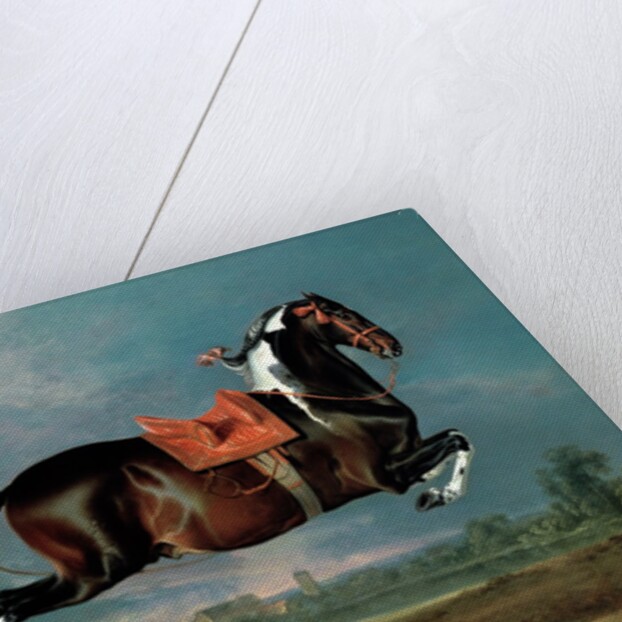 The Piebald Horse 'Cehero' Rearing, 1721 by Johann Georg Hamilton