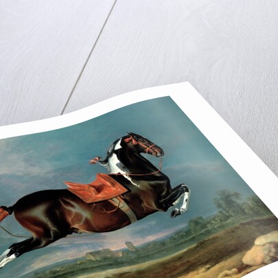 The Piebald Horse 'Cehero' Rearing, 1721 by Johann Georg Hamilton