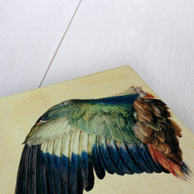 Wing of a European Roller, 1512 by Albrecht Dürer or Duerer
