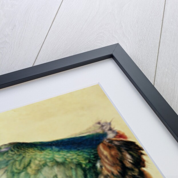 Wing of a European Roller, 1512 by Albrecht Dürer or Duerer