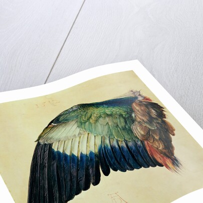 Wing of a European Roller, 1512 by Albrecht Dürer or Duerer