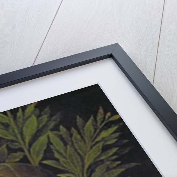 Portrait of a Young Woman, 1506 by Giorgione