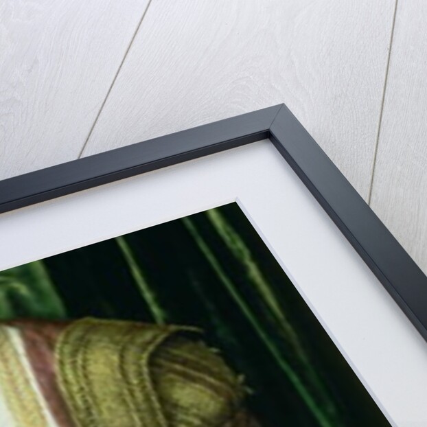 Archduke Ferdinand of Tirol, son of the Holy Roman Emperor Ferdinand I, 1548 by Jakob Seisenegger