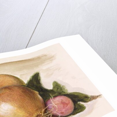 Still-Life - Study of Onions, 1871-75 by Edward Coley Burne-Jones